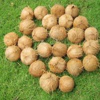 Coconut (SII 04)