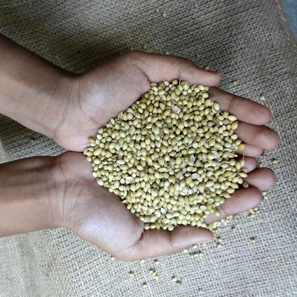 Coriander Seeds