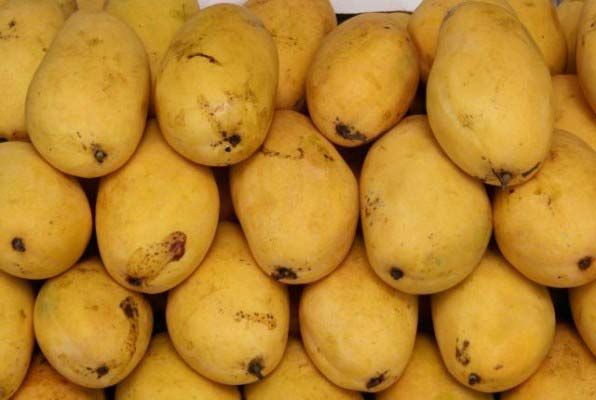 Chaunsa Mango