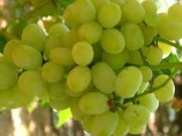 Ganesh Grapes