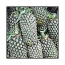 Pineapple Variety
