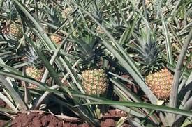 Pineapple Garden