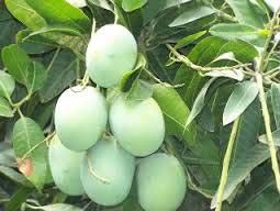 Mango Tree