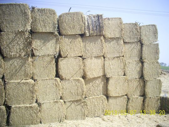 Wheat Straw Bales