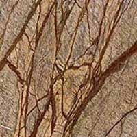 Rainforest Brown Marble Stone