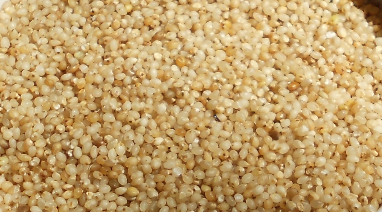 Barnyard Millet Seeds