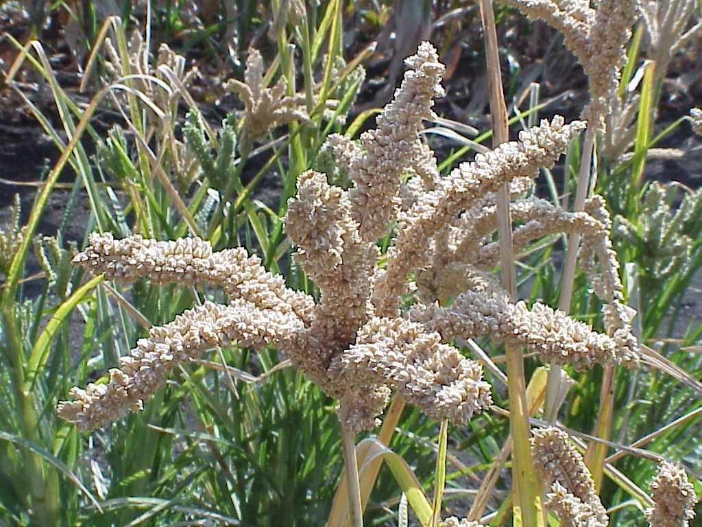 Finger Millet Seeds