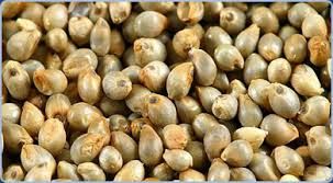 Pearl Millet Seeds