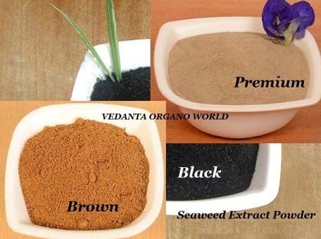 Seaweed Extract Powder  01
