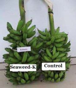 Seaweed Extract Powder 02