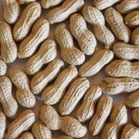 Shelled Groundnuts 01