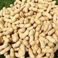 Shelled Groundnuts 02