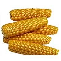 Yellow Corn 02