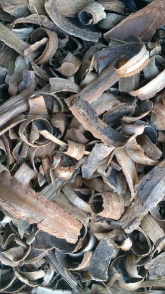 Holarrhena Antidysenterica