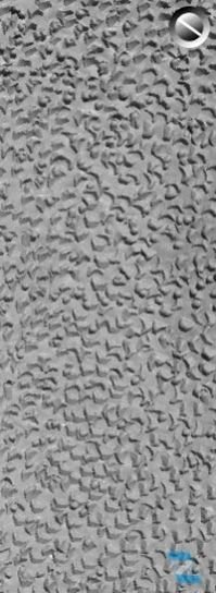 Jackfruit Surface Medium