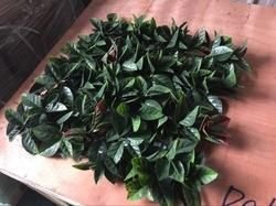 Artificial Vertical Green Wall