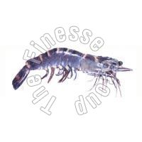 Frozen Black Tiger Shrimps
