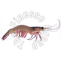 Frozen Brown Shrimps