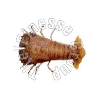 Frozen Sand Lobster