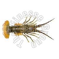 Frozen Spiny Lobster (Rock lobster)
