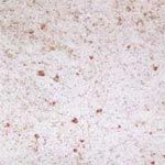 Granite Tiles (Kashmir-White)