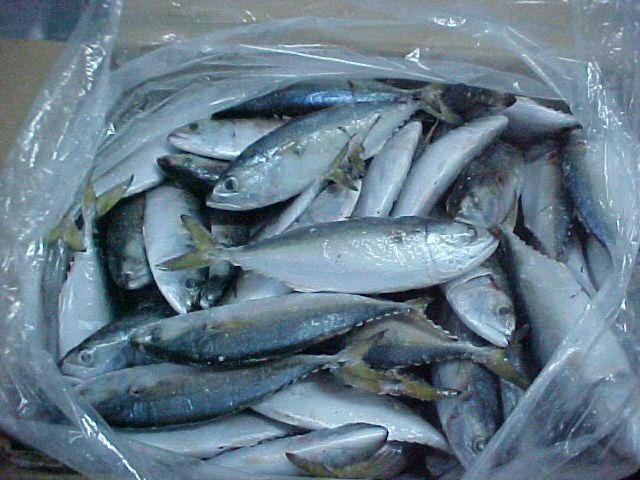 Frozen Mackerel Fish
