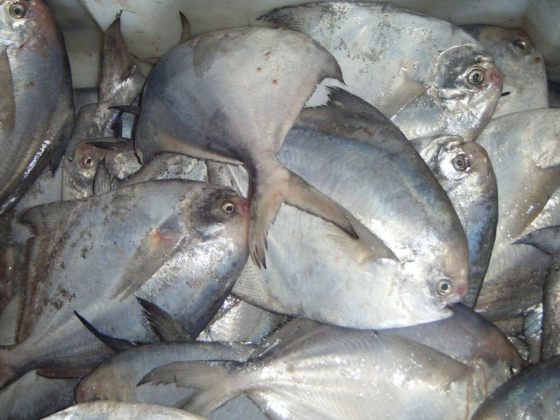 Frozen Pomfret Fish