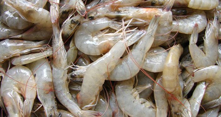 Frozen Prawn Fish