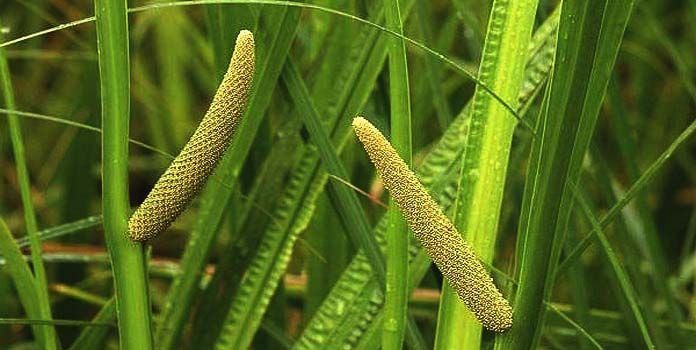 Acorus Calamus 01