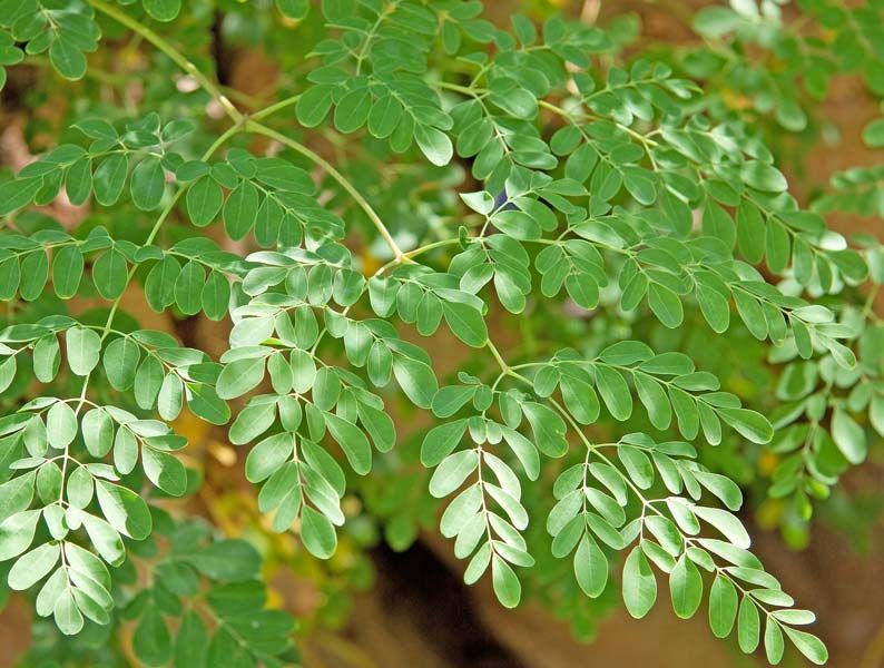 Moringa Oleifera 01