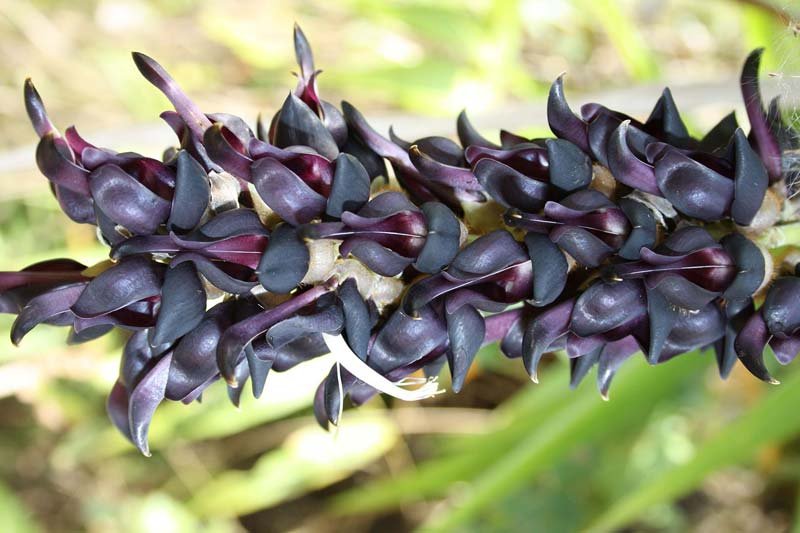 Mucuna Pruriens 01