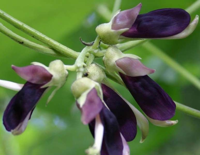 Mucuna Pruriens 02