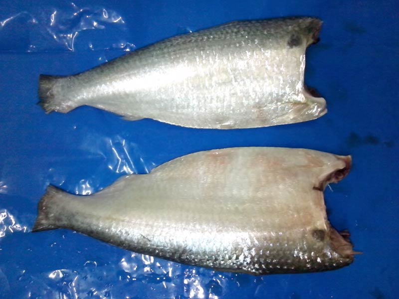 Frozen Sardine Fish (HGT)