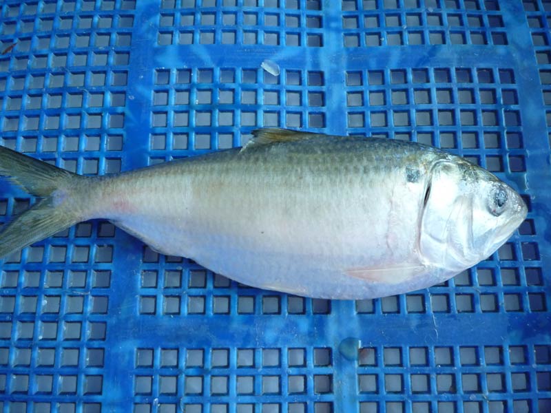 Frozen Sardine Fish (WR)