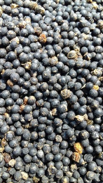 Nepali Shatavari Seed 01