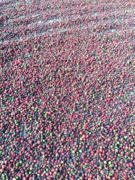 Nepali Shatavari Seed 02