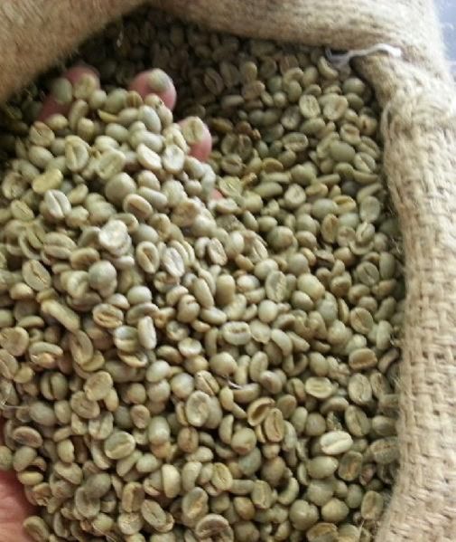 Green Coffee Beans 03