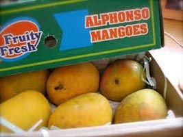 Alphonso Mango