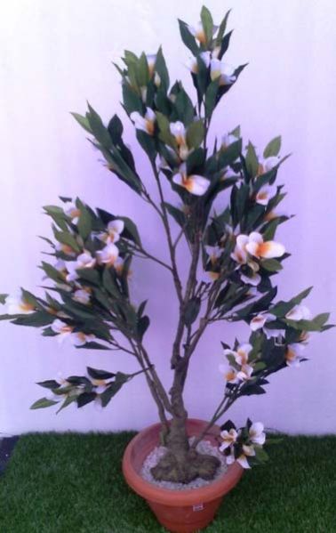 Frangipani Plant - 3 ft