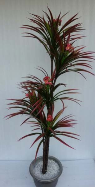 Yucca with Red Flowers - 6 ft