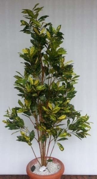 Croton Yellow Plant - 4 ft