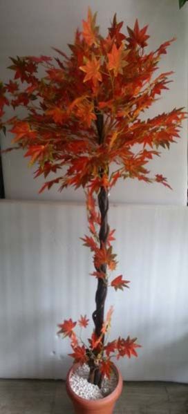 Maple Multi Tree - 5 ft