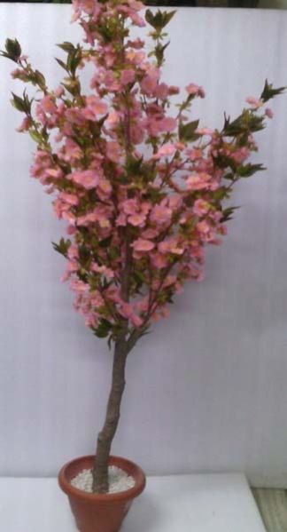Cherry Blossom Tree Pink -6 ft