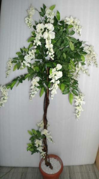 Wisteria White Plant - 5 ft