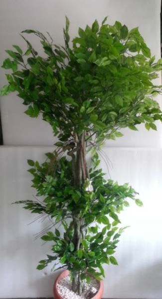 Ficus Triple Topiary - 5.5 ft