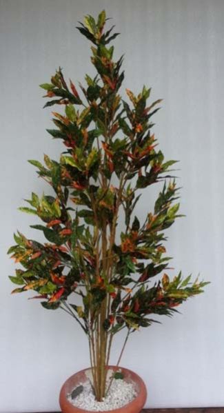Croton Red Plant - 4 ft