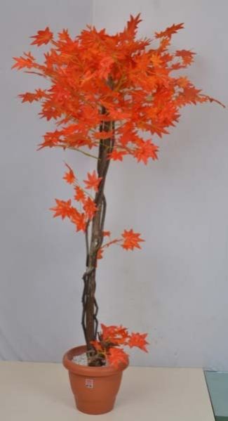 Maple Orange Tree -5 ft