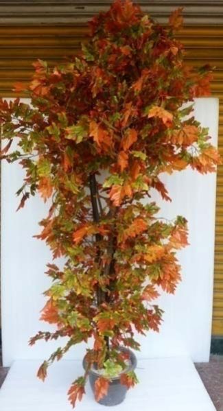 Maple Multi Tree - 7 ft