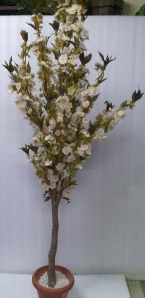 Cherry Blossom White 6ft