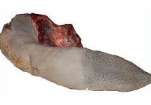 Frozen Buffalo Tongue